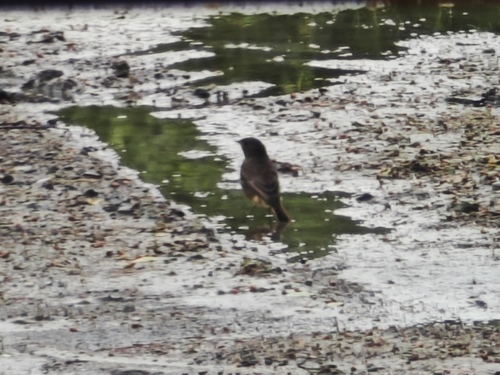 Black Redstart