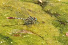 Arigomphus lentulus