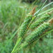 Carex joorii - Photo (c) Wayne Longbottom,  זכויות יוצרים חלקיות (CC BY-NC), הועלה על ידי Wayne Longbottom