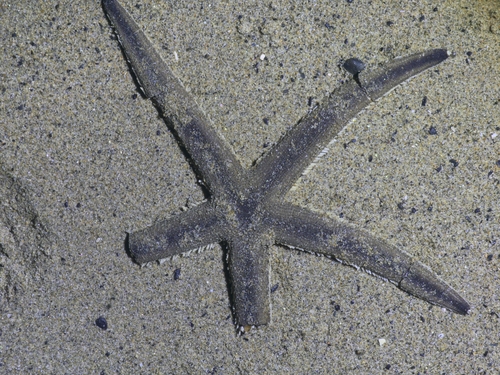 Luidia quinaria