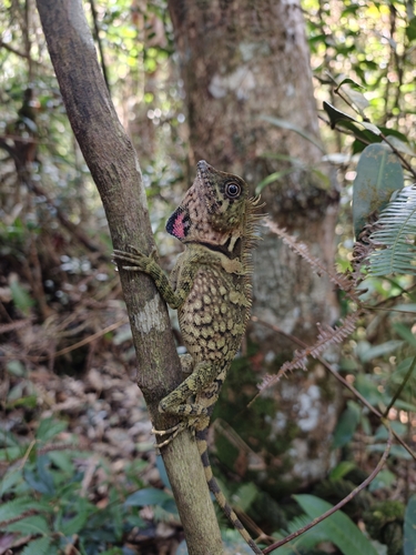 Bell's Anglehead Lizard