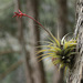 Tillandsia latifolia divaricata - Photo 由 ajott 所上傳的 (c) ajott，保留部份權利CC BY