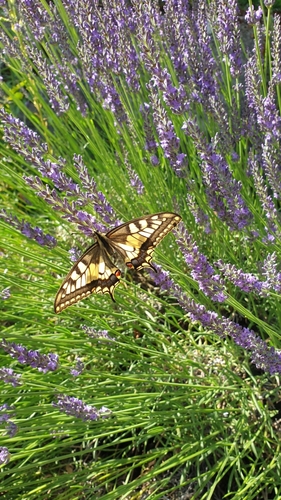 Old World Swallowtail