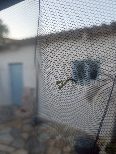 Transcaucasian Giant Mantis