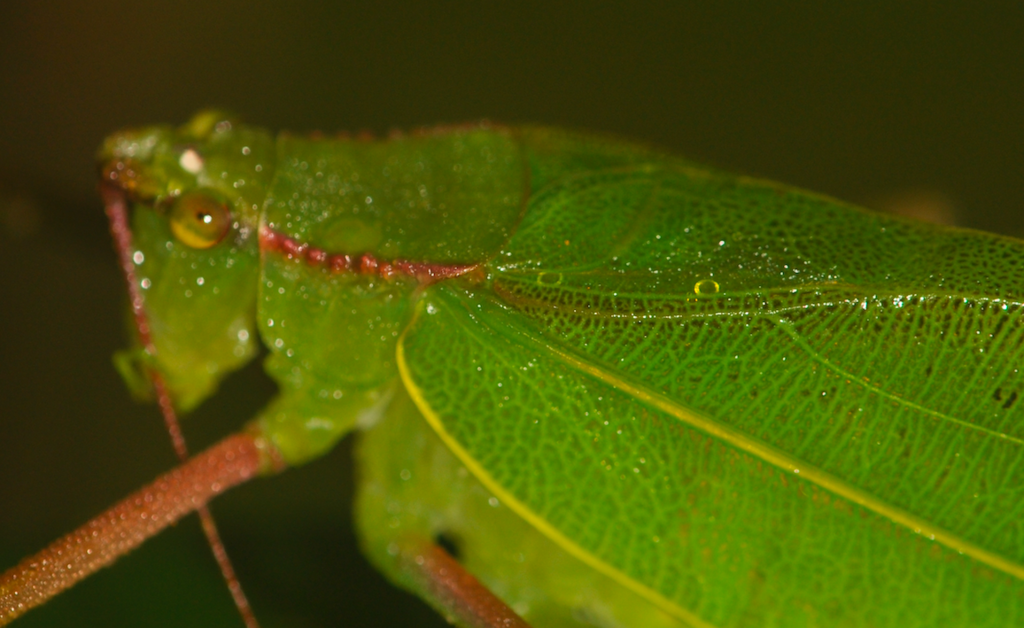 Cosmozoma doenitzi