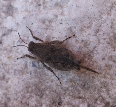 Tetriginae