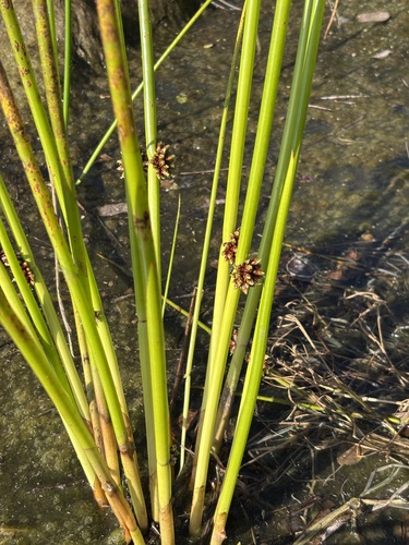 Schoenoplectiella articulata, 2026-06-06