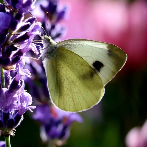 Southern Small White
