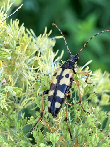 Gefleckter Schmalbock