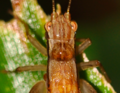 Euscyrtinae