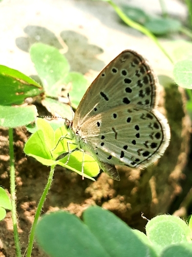 Pale Grass Blue
