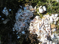 Pacifastacus leniusculus