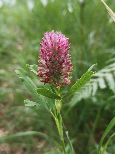 Red Trefoil