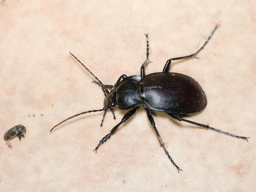 Carabus banonii