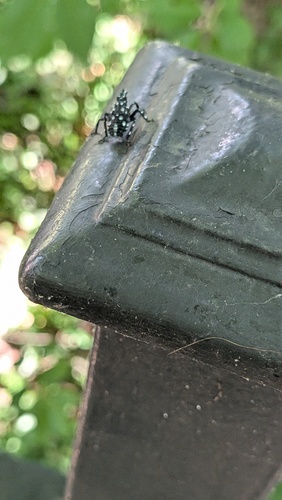 Spotted Lanternfly