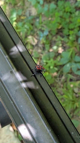 Spotted Lanternfly