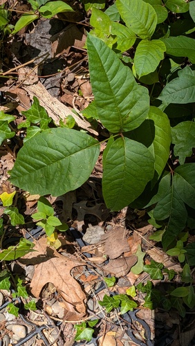 eastern poison ivy