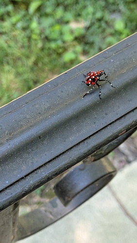 Spotted Lanternfly