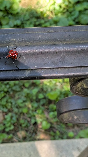 Spotted Lanternfly
