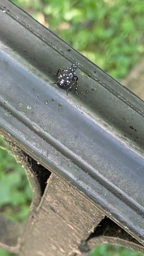 Spotted Lanternfly