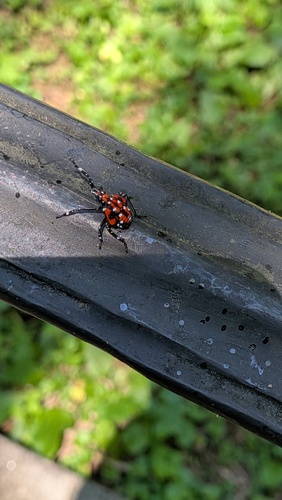 Spotted Lanternfly