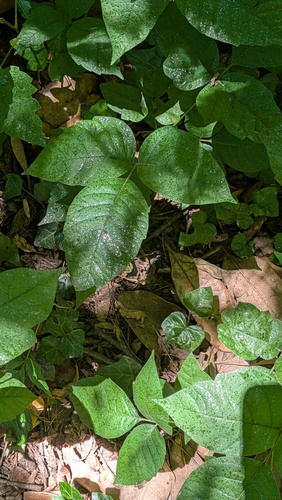 eastern poison ivy