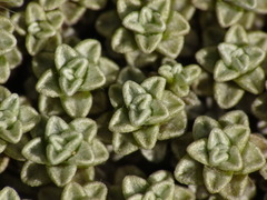 Raoulia parkii