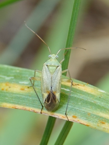 Potato Mirid