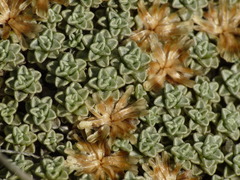 Raoulia parkii