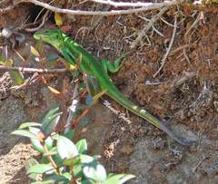 Liolaemus cyanogaster
