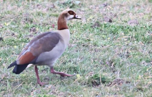 Egyptian Goose