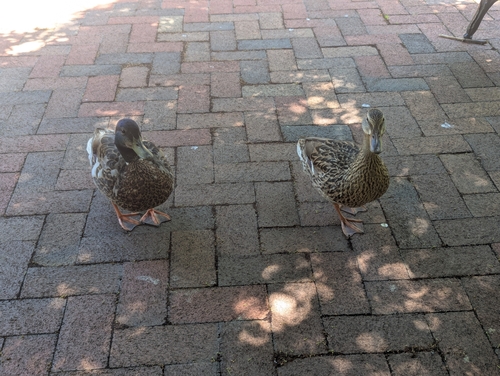 Duck