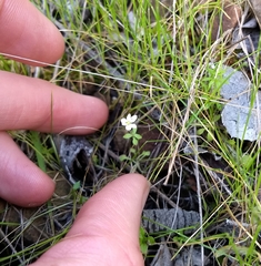 Meconella denticulata