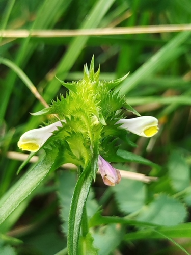 Crested Cow-wheat