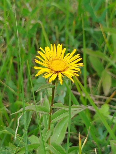 Irish Fleabane