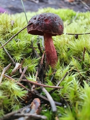 Boletus tasmanicus