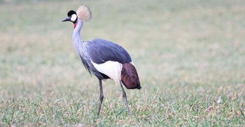 Gray Crowned-Crane