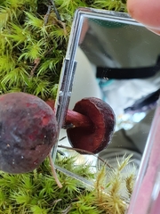 Boletus tasmanicus