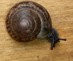 Gastropoda