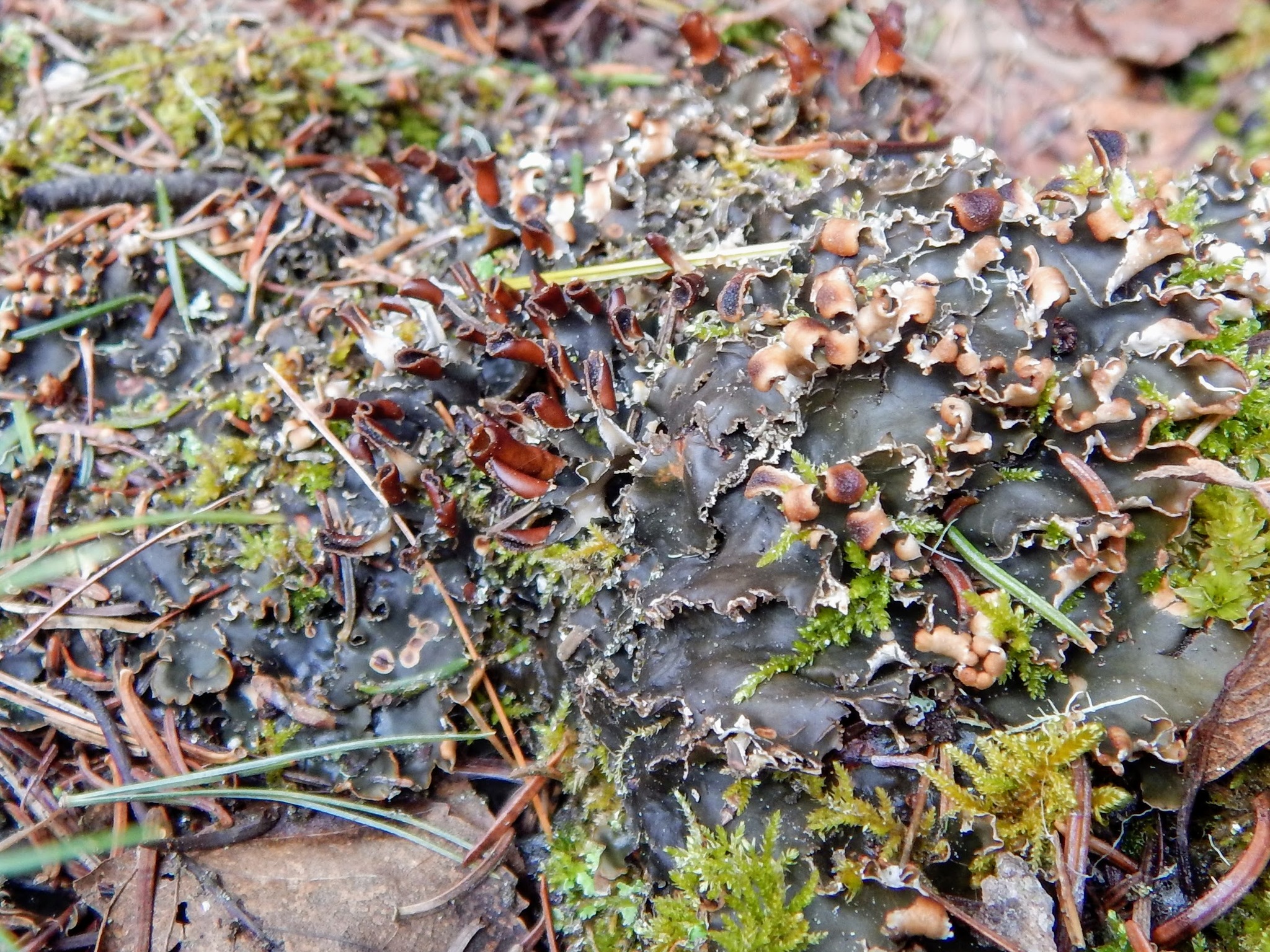 Peltigera polydactylon image