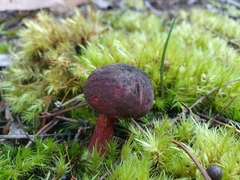 Boletus tasmanicus