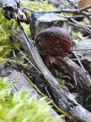 Boletus tasmanicus