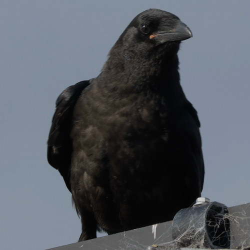 Common Raven