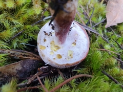 Boletus tasmanicus