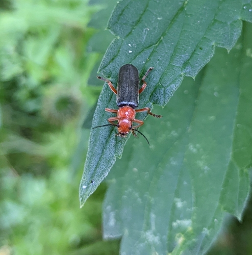 Ancistronycha violacea