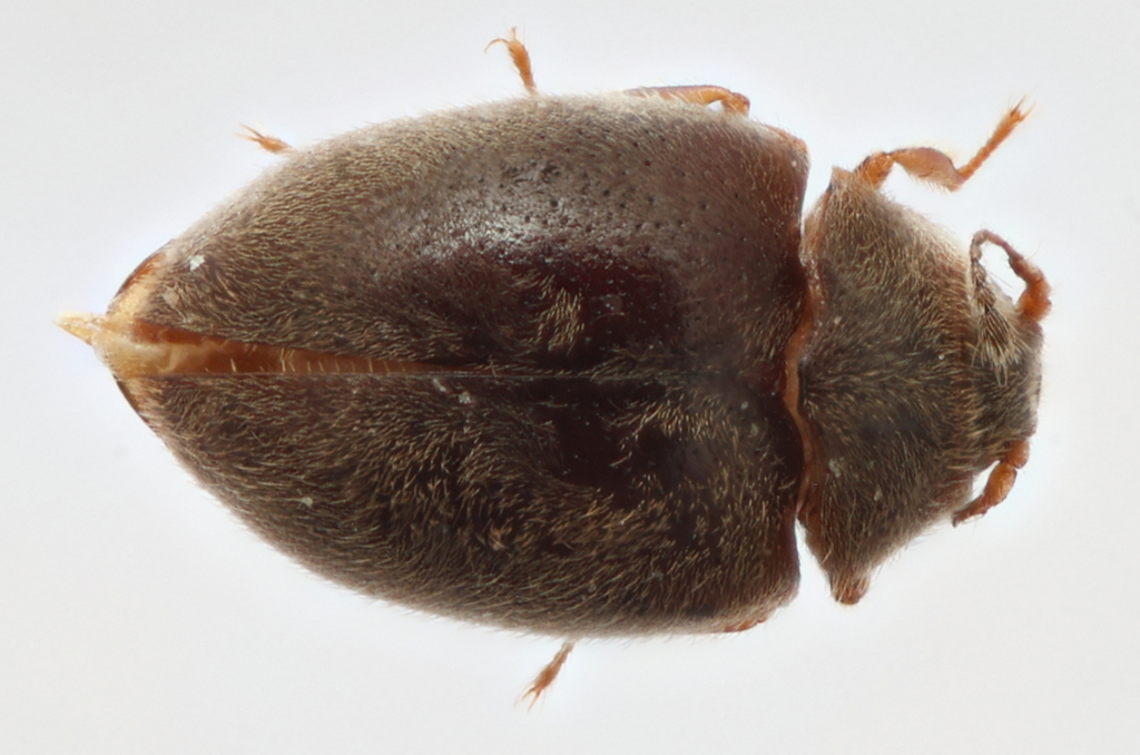 Limnichoderus barberi