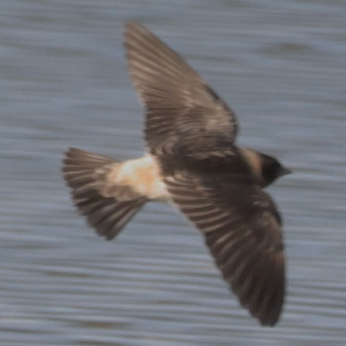 Cliff Swallow