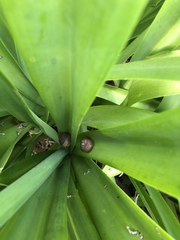 Cornu aspersum