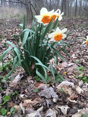 Narcissus × incomparabilis