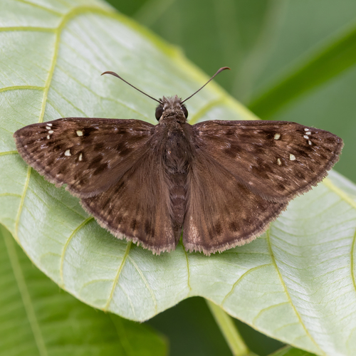 Horace's Duskywing